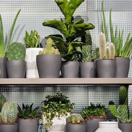 Chăm sóc cây mới mua về: những việc cần làm trong 2–4 tuần đầu