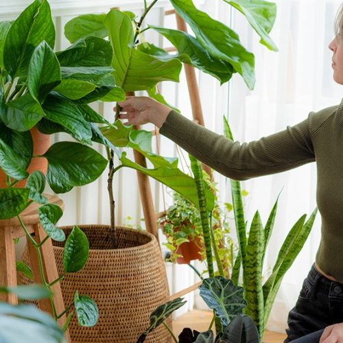 Chăm sóc cây khi đi vắng dài ngày, nghỉ lễ Tết