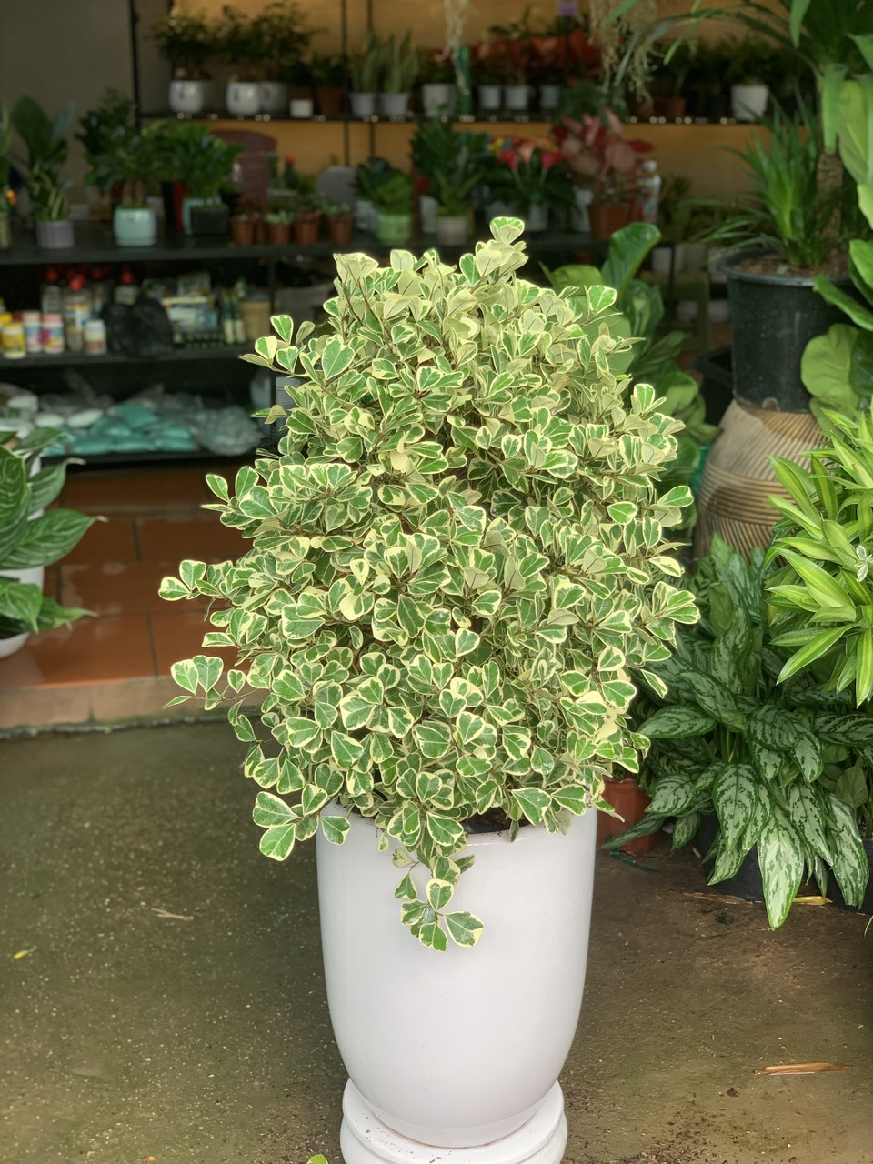 z6112799128170_8558ef77e793ab069e9f677382865cc5