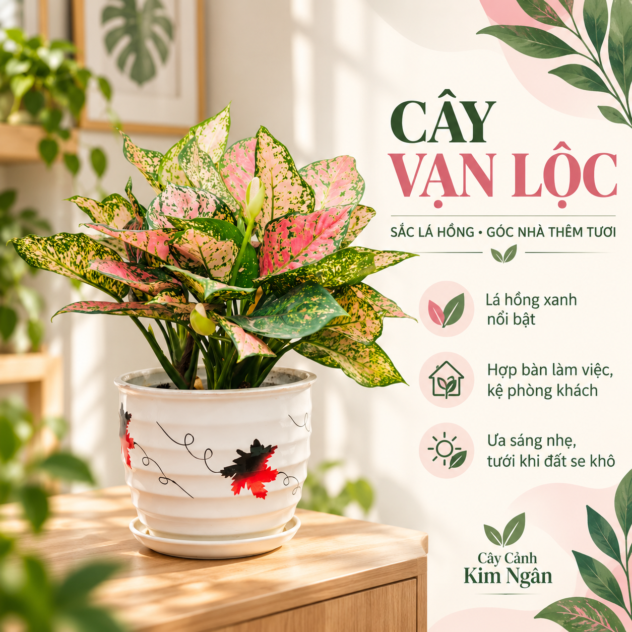 Cây vạn lộc để bàn lá đỏ hồng điểm xanh trong chậu sứ trắng