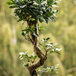 Cây Bonsai Sung