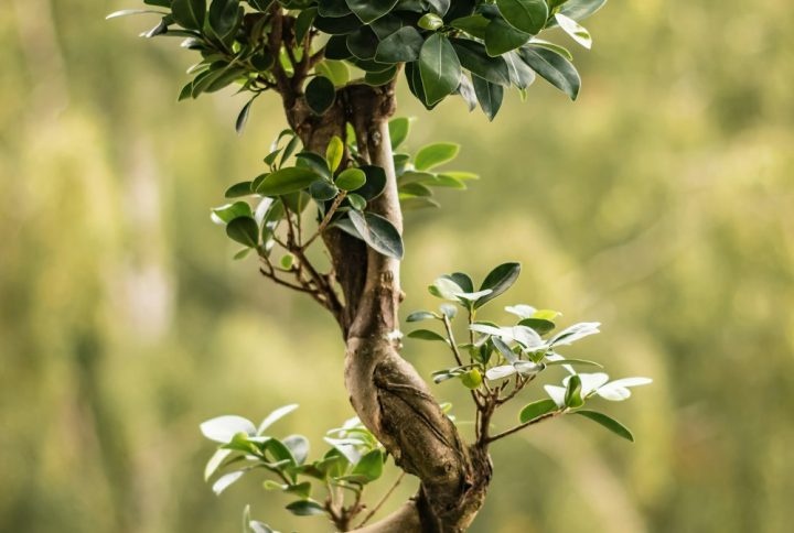 Cây Bonsai Sung