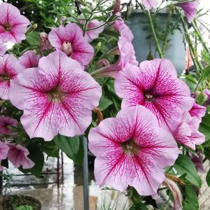 Cây Dạ Yến Thảo