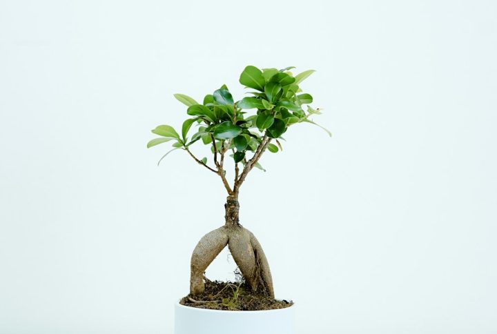 Cây Gừa Nhân Sâm (Bonsai Gốc Củ)