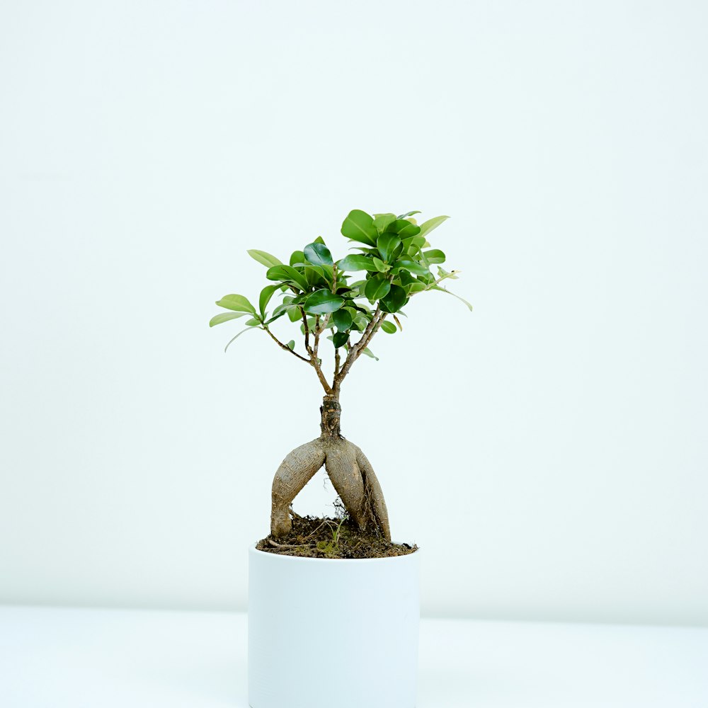 Cây Gừa Nhân Sâm (Bonsai Gốc Củ)