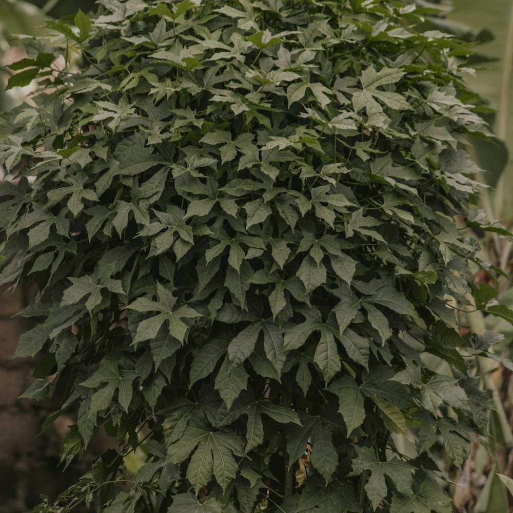 Cây Hạnh Phúc
