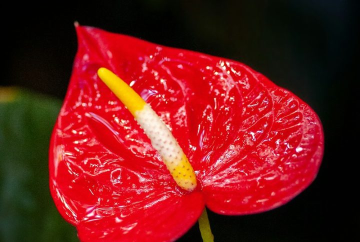 Cây Hồng Môn