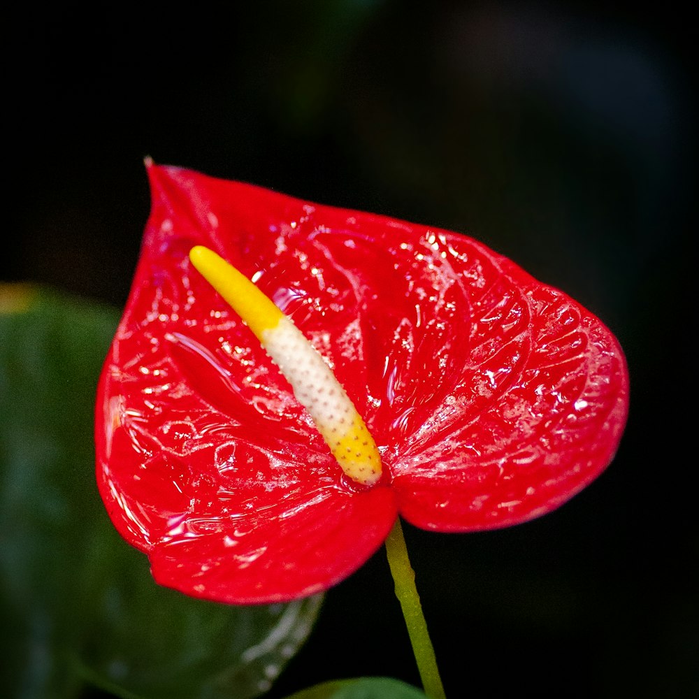 Cây Hồng Môn