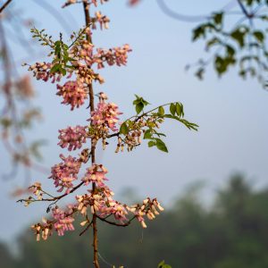 Cây Lộc Vừng