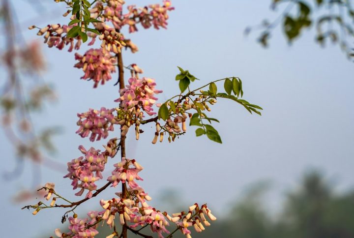 Cây Lộc Vừng