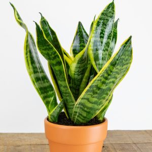 Cây Lưỡi Hổ Để Bàn