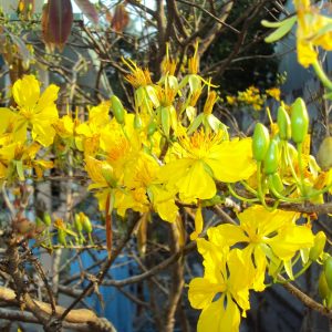 Cây Mai Chiếu Thủy