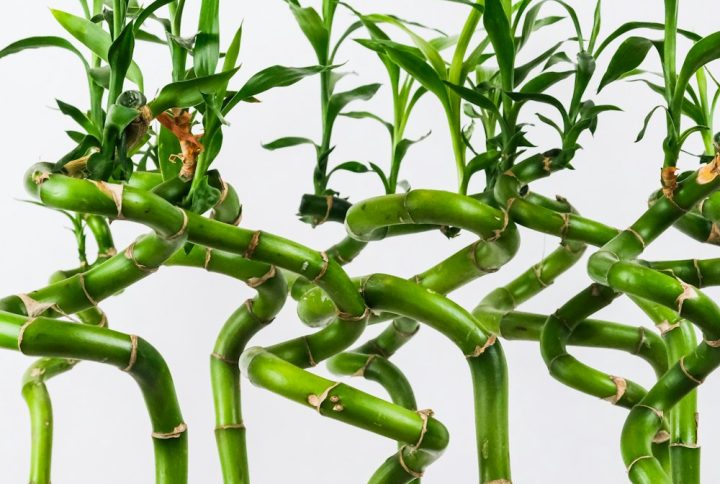 Cây Phát Lộc Phát Tài 03 – Tháp 3 Tầng
