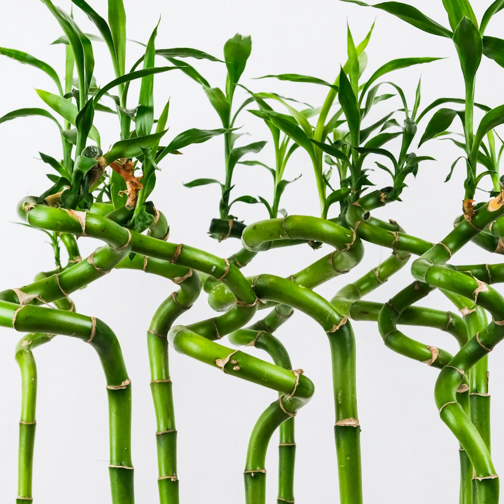 Cây Phát Lộc Phát Tài 03 – Tháp 3 Tầng