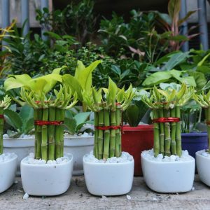 Cây Phát Lộc Phát Tài