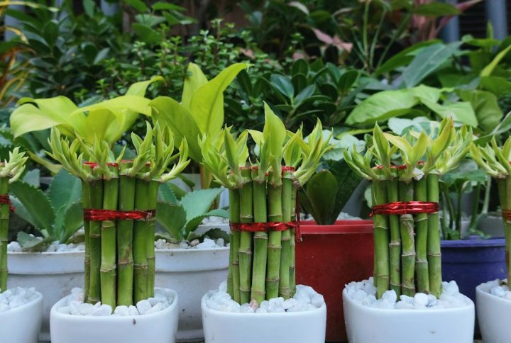 Cây Phát Lộc Phát Tài