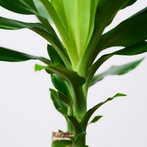 Cây Thiết Mộc Lan