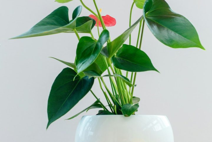 Cây Tiểu Hồng Môn