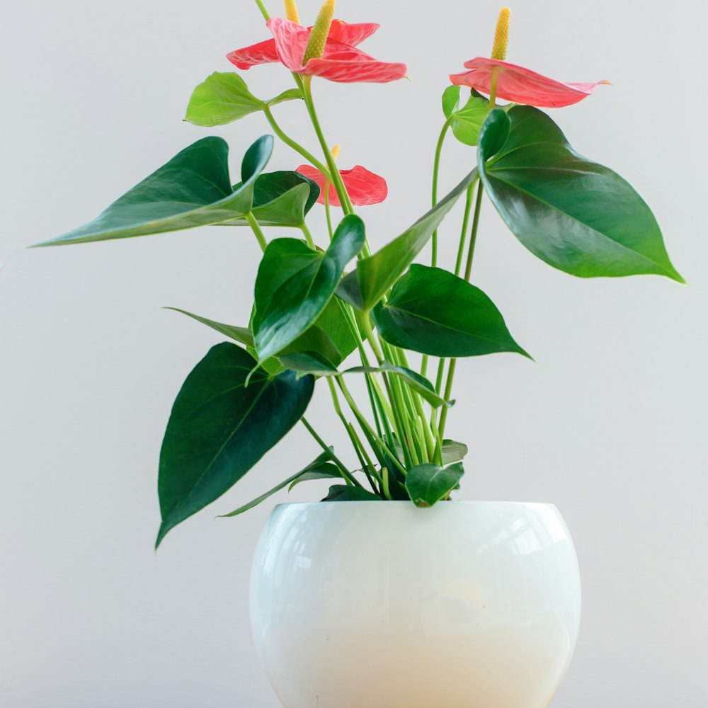 Cây Tiểu Hồng Môn