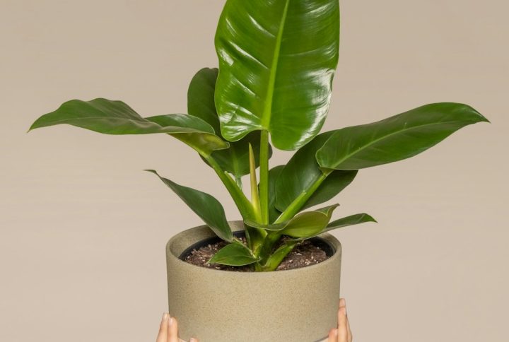 Cây Trầu Bà Đế Vương Xanh