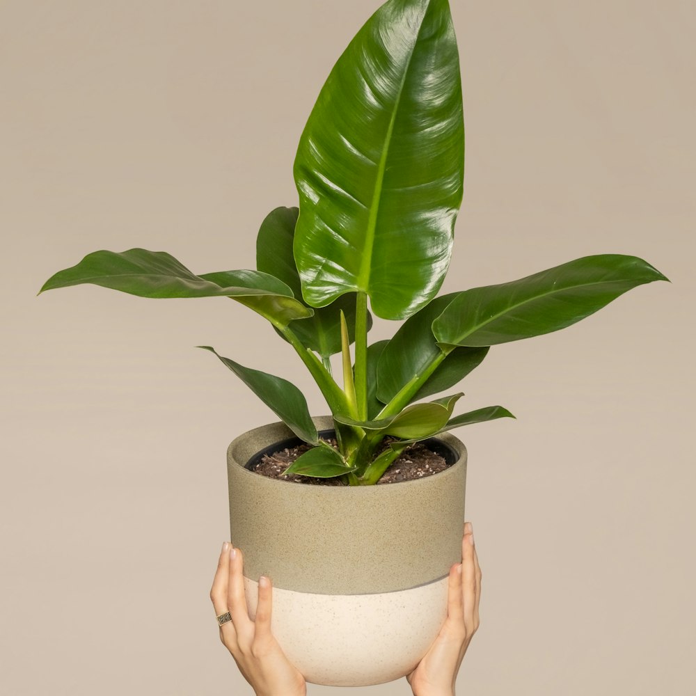 Cây Trầu Bà Đế Vương Xanh