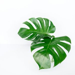 Cây Trầu Bà Nam Mỹ (Monstera)