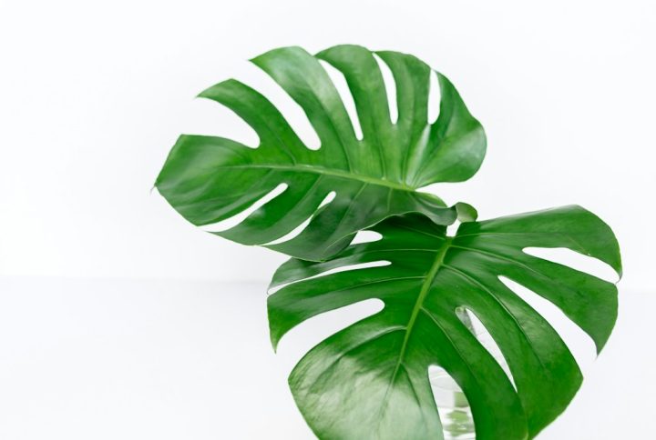 Cây Trầu Bà Nam Mỹ (Monstera)