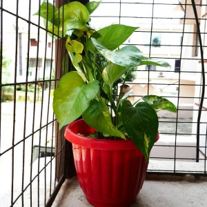 Cây Trầu Bà Vàng