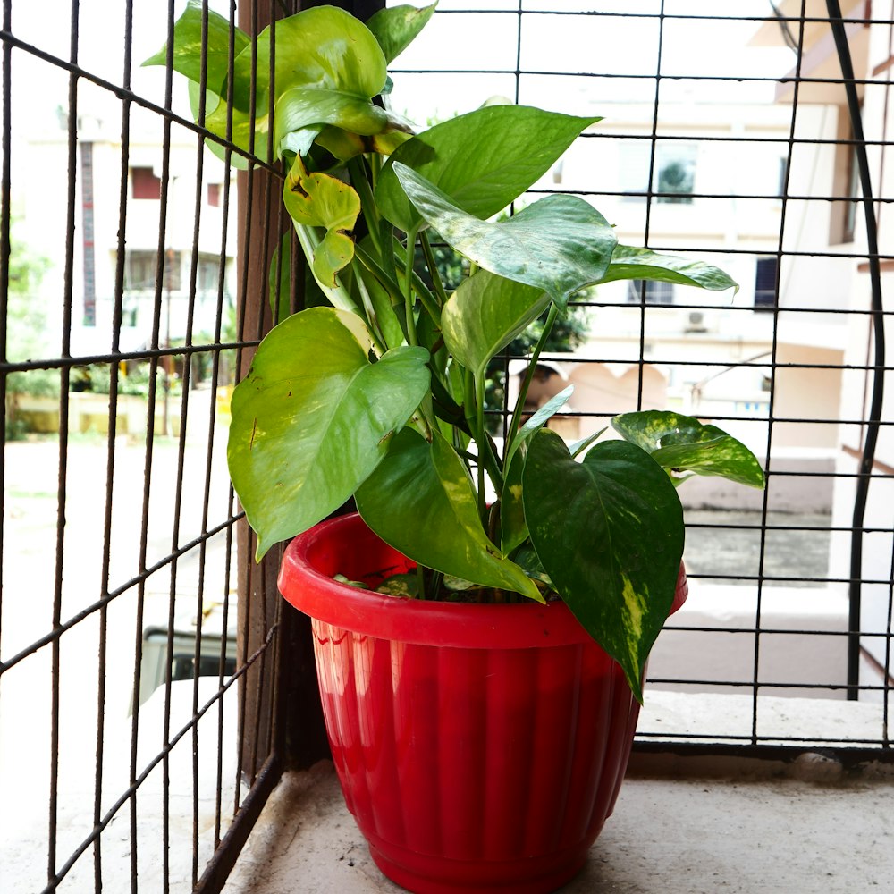 Cây Trầu Bà Vàng