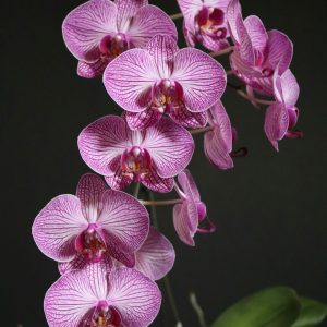 Chậu Lan Hồ Điệp