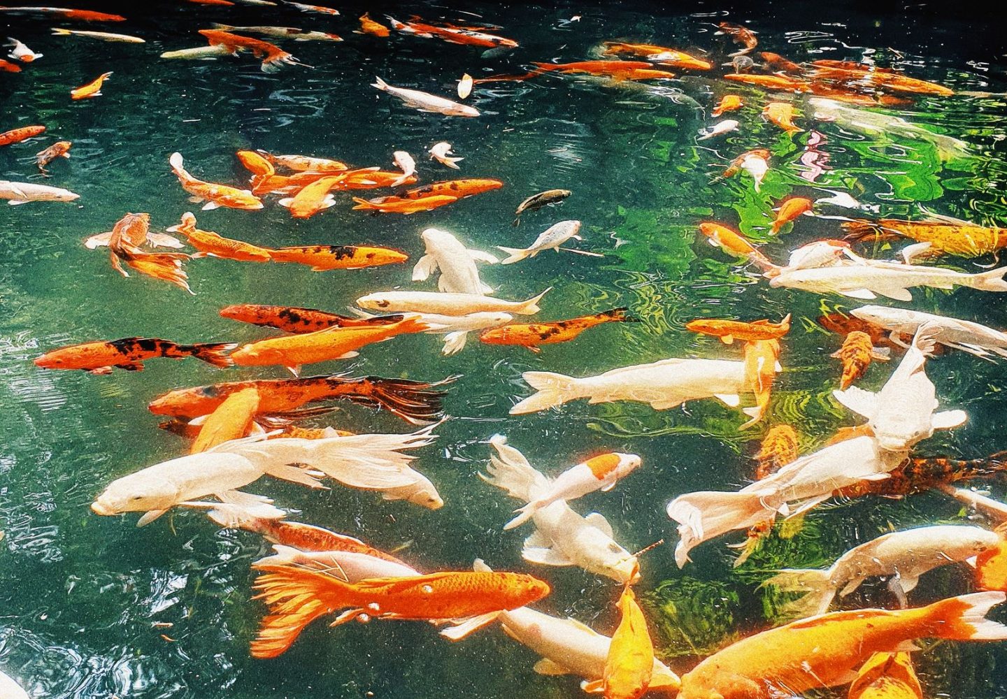 Hồ cá Koi trong sân vườn