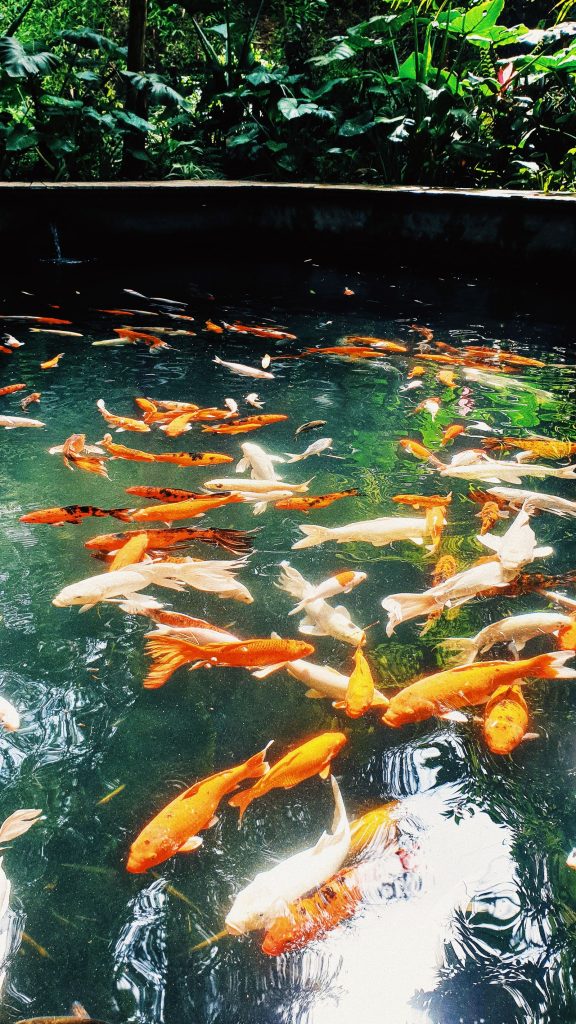Hồ cá Koi trong sân vườn