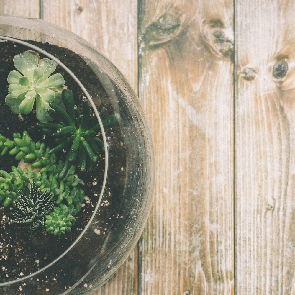 Tiểu Cảnh Để Bàn Số 1 – Chậu Phối Cây Mini