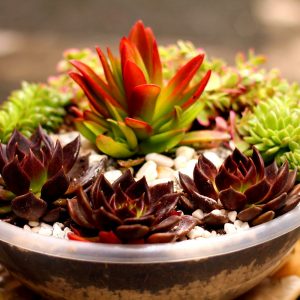 Tiểu Cảnh Để Bàn Số 2 – Chậu Phối Cây Lá Màu
