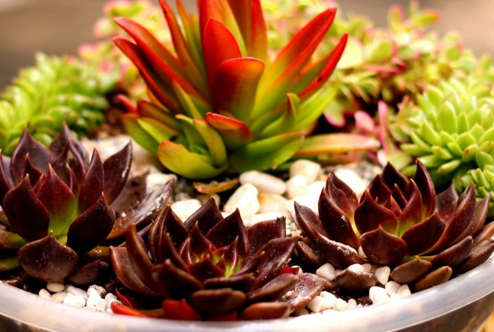 Tiểu Cảnh Để Bàn Số 2 – Chậu Phối Cây Lá Màu